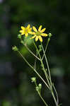 Kidneyleaf rosinweed